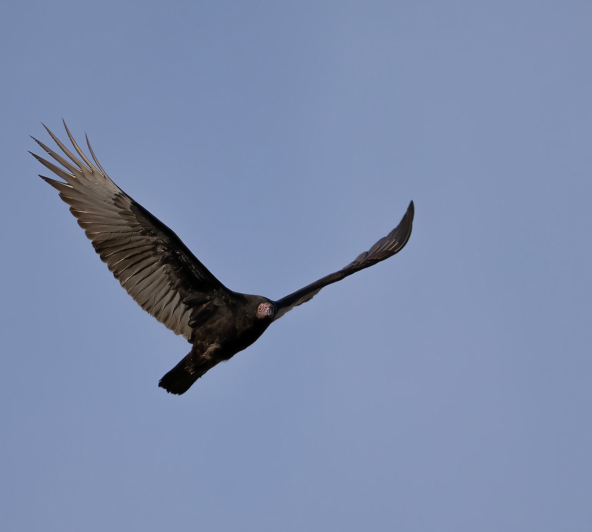 Turkey Vulture - ML645209568