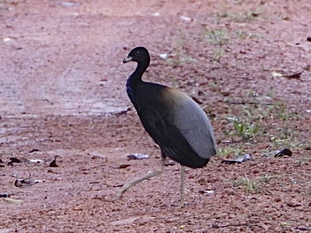 Gray-winged Trumpeter (Gray-winged) - ML645209585