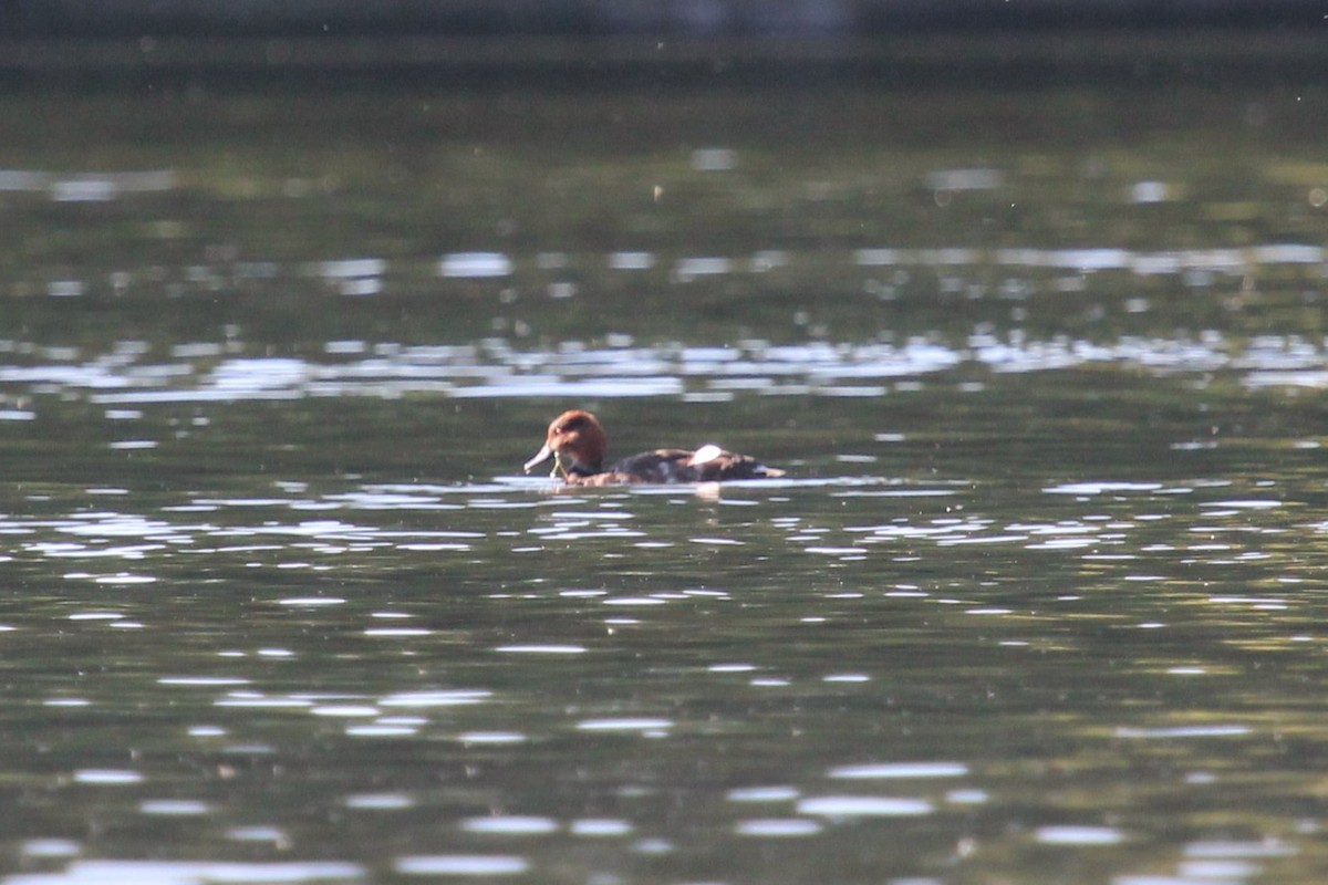 Common Pochard - ML645209594