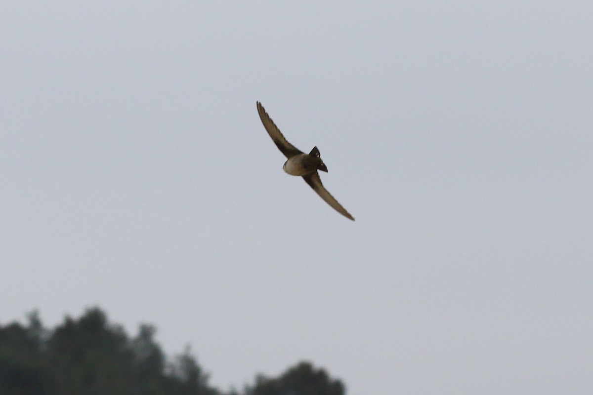 Hirondelle de rochers - ML645209611