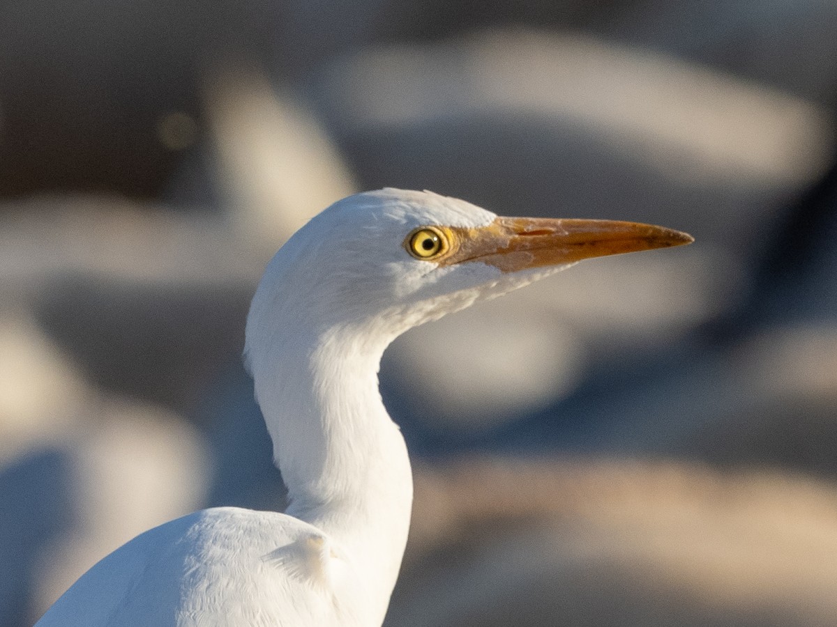 Héron garde-boeufs - ML645209616