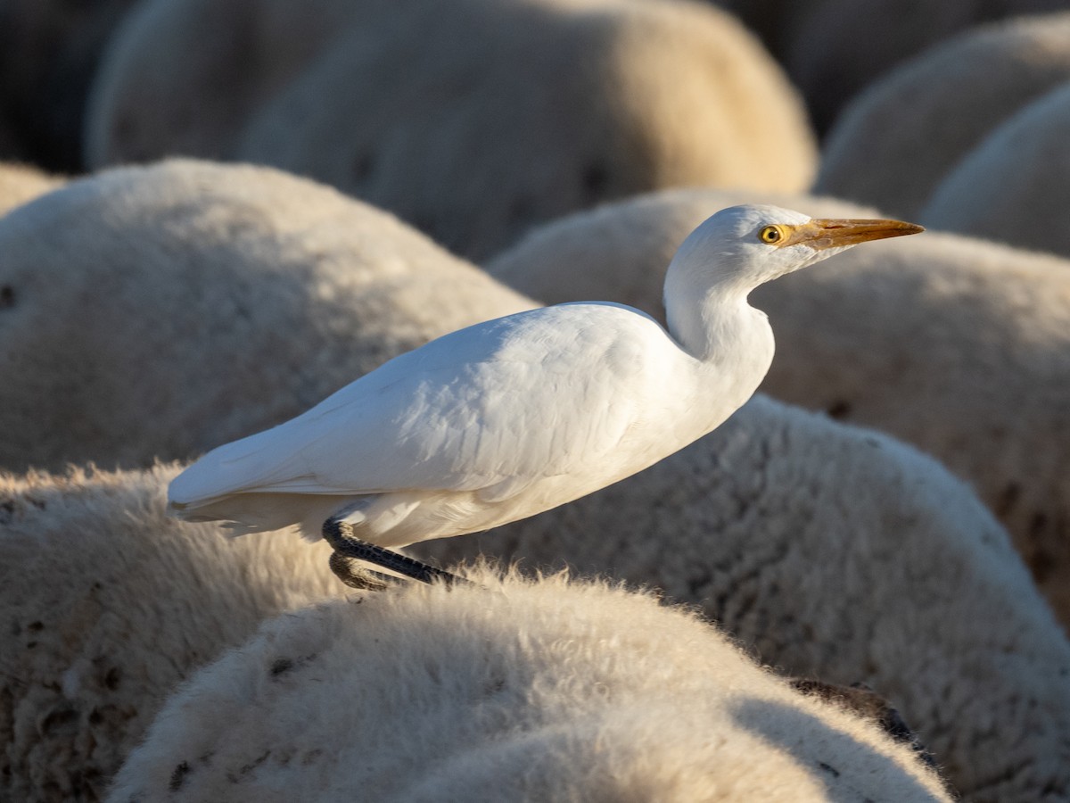 Héron garde-boeufs - ML645209617