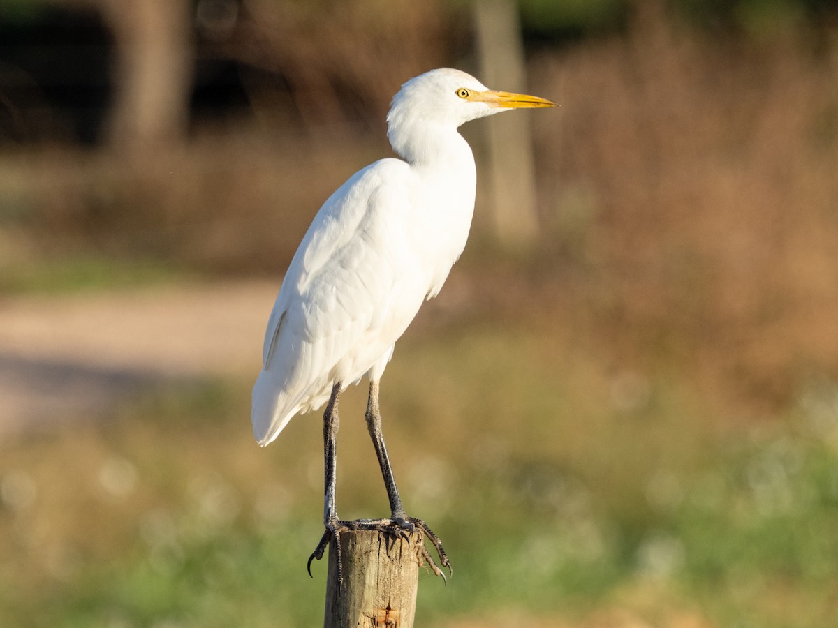 Héron garde-boeufs - ML645209618