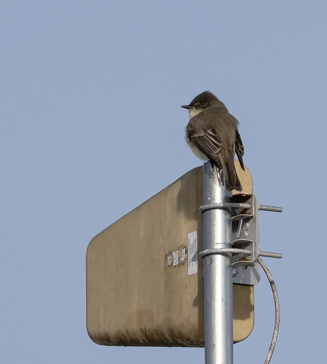 Moucherolle phébi - ML645209619