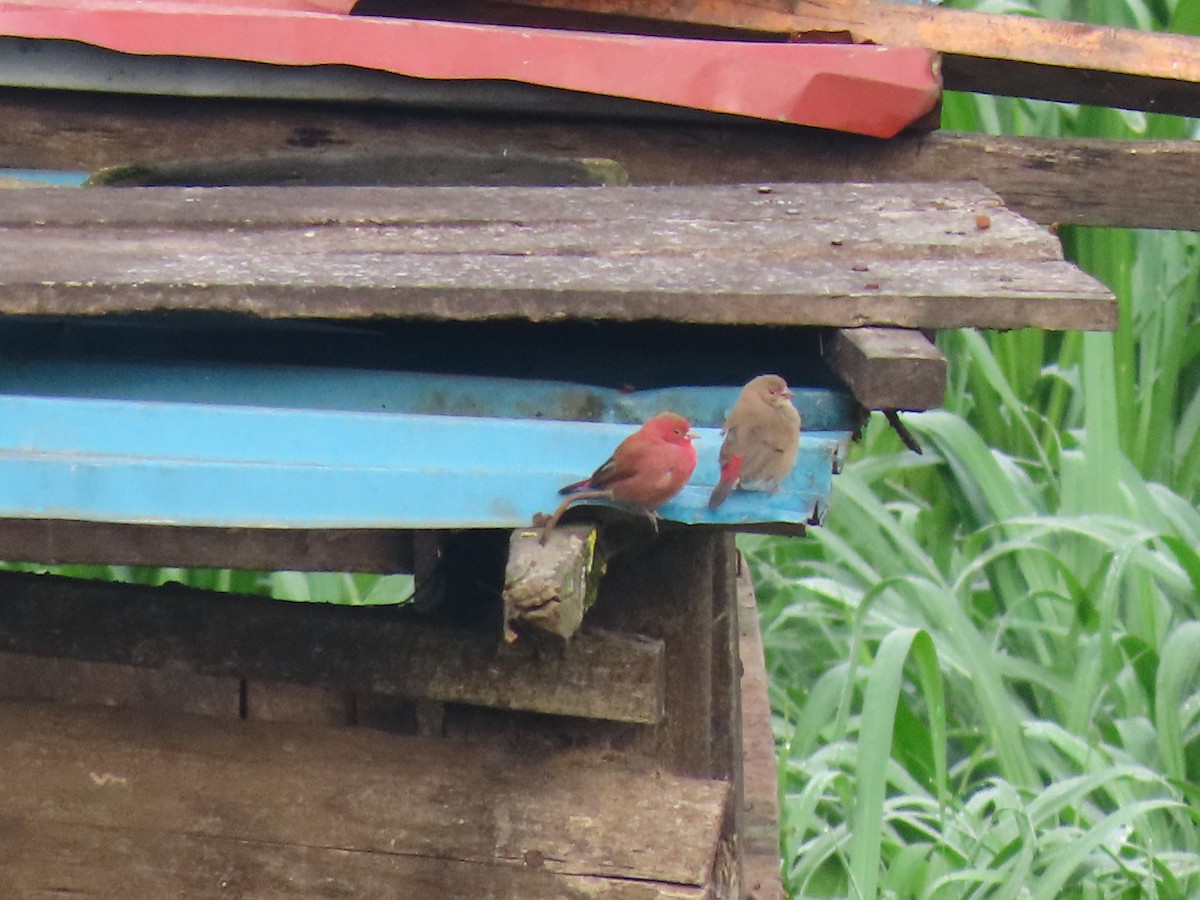 Amarante du Sénégal - ML645209620