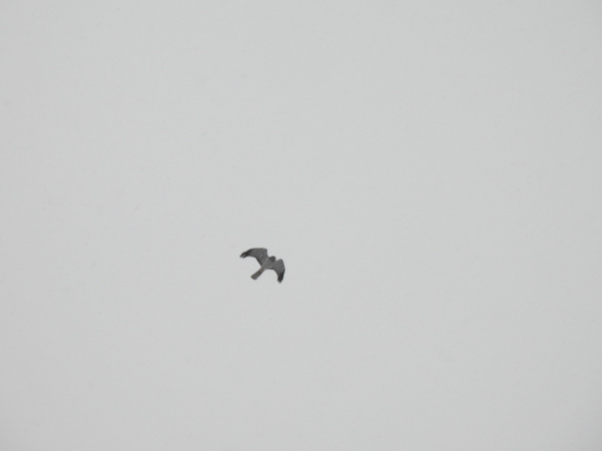 Busard des marais - ML645209621