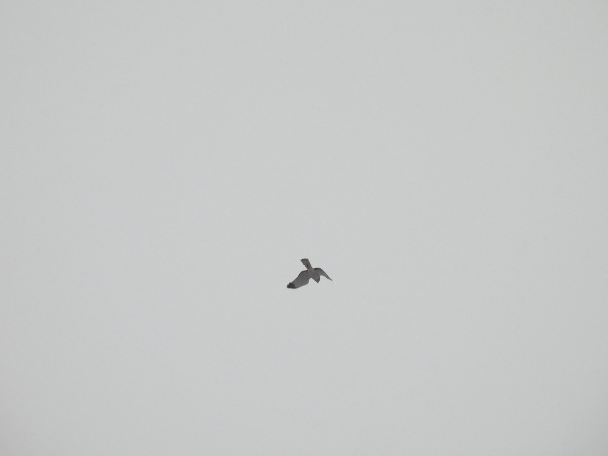 Busard des marais - ML645209622