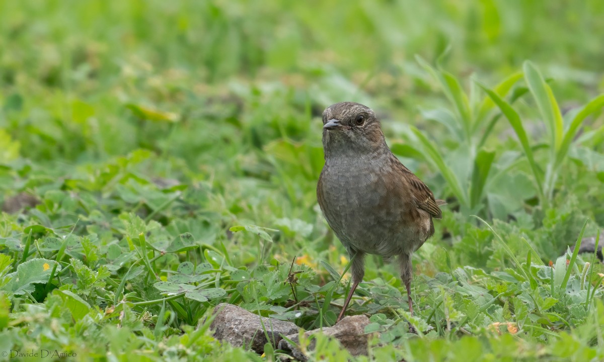 Accenteur mouchet - ML645209623