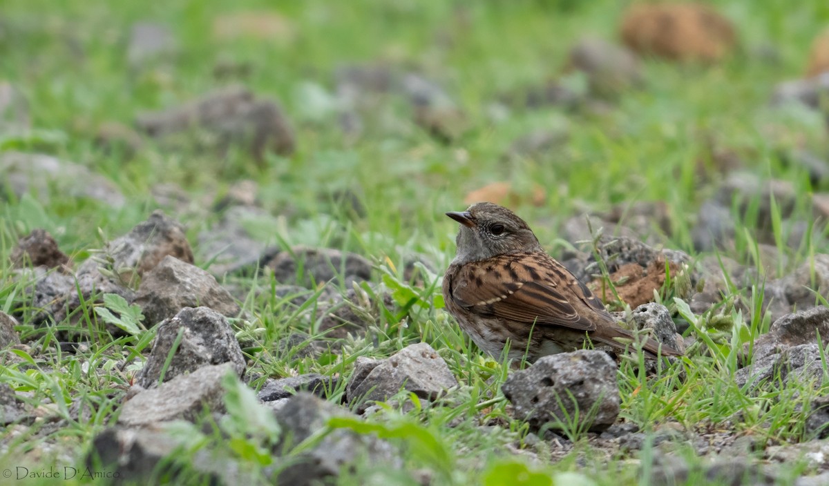 Accenteur mouchet - ML645209624