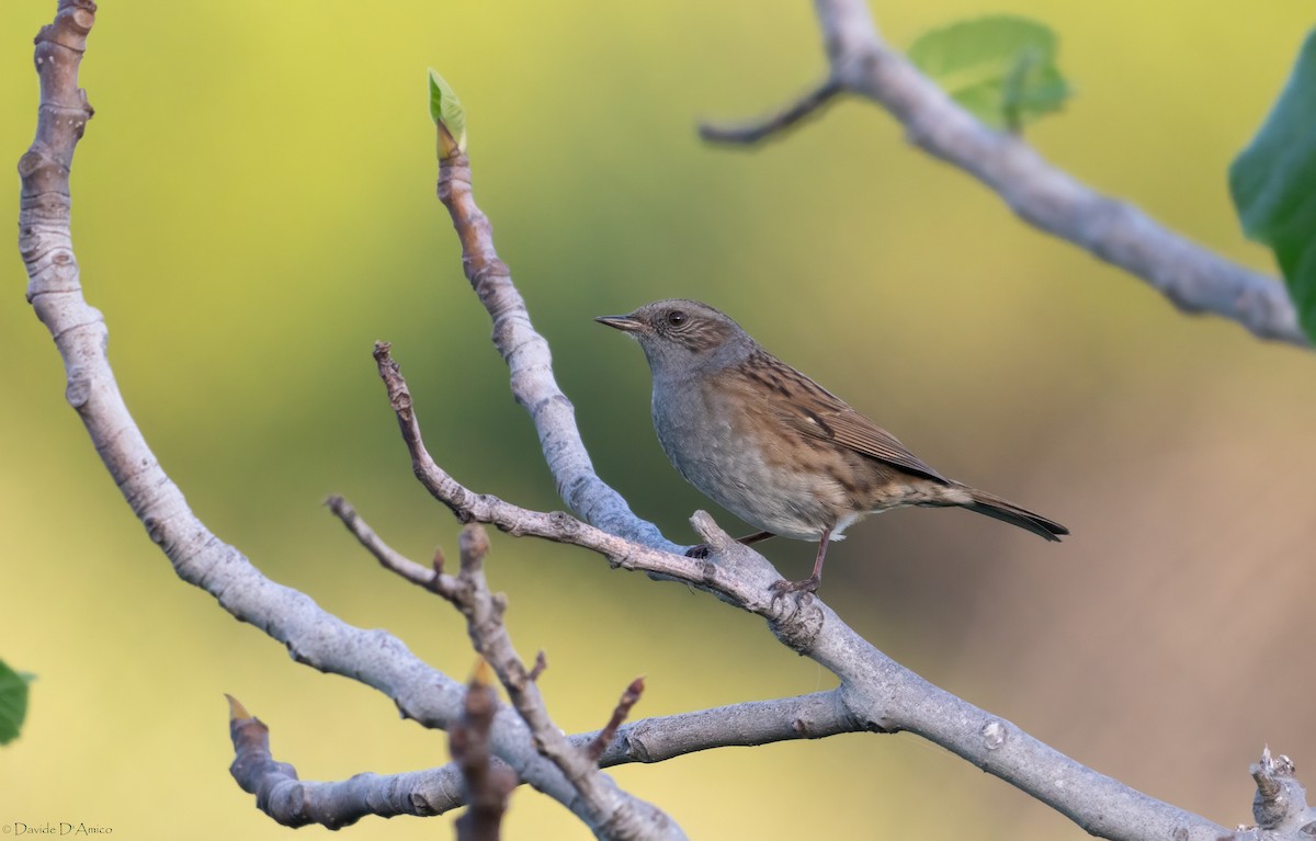 Accenteur mouchet - ML645209625