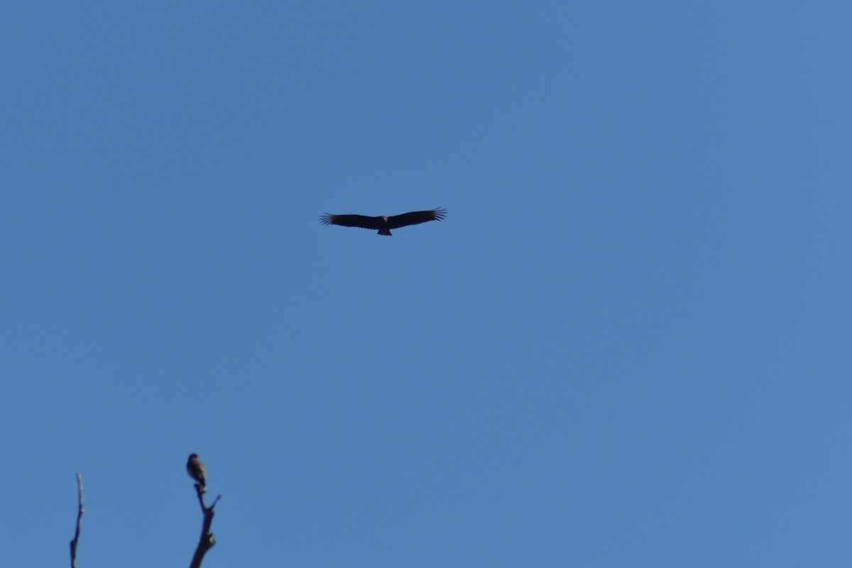 Чёрная катарта - ML645209626