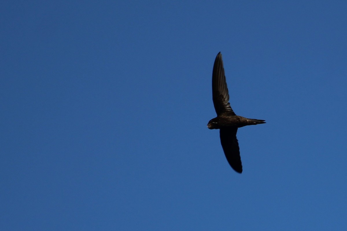 Martinet noir - ML645209628