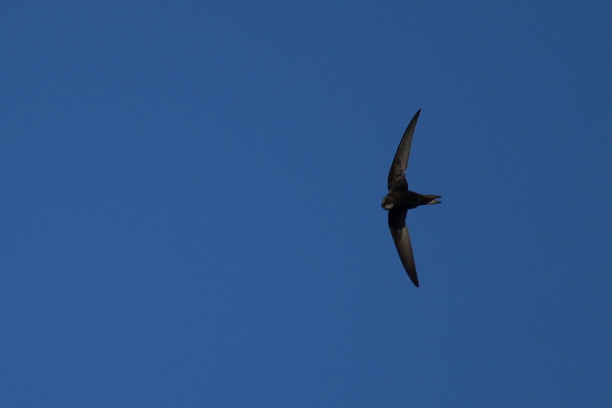 Martinet noir - ML645209631