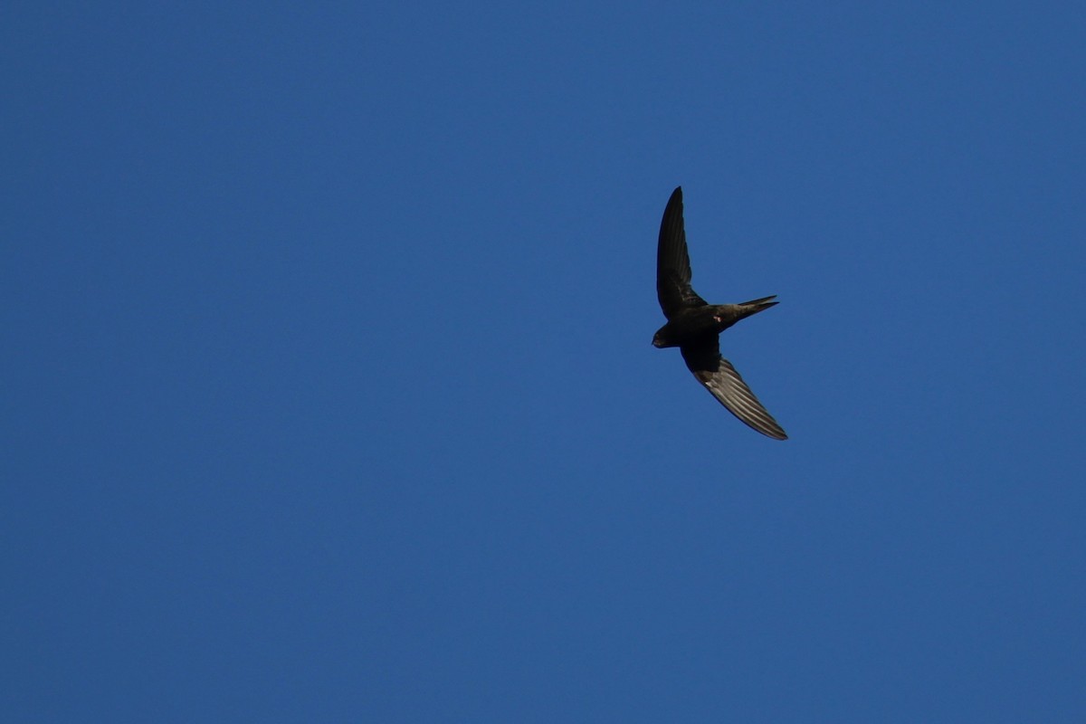 Common Swift - ML645209632