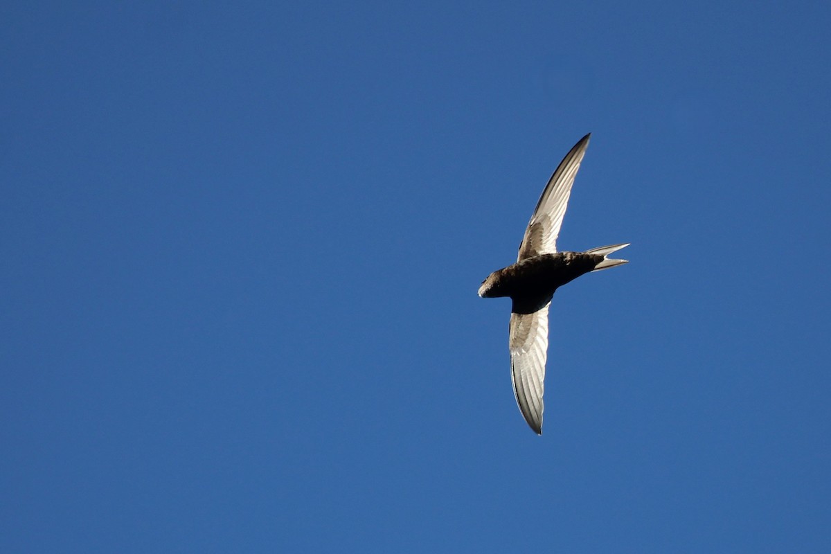 Common Swift - ML645209633
