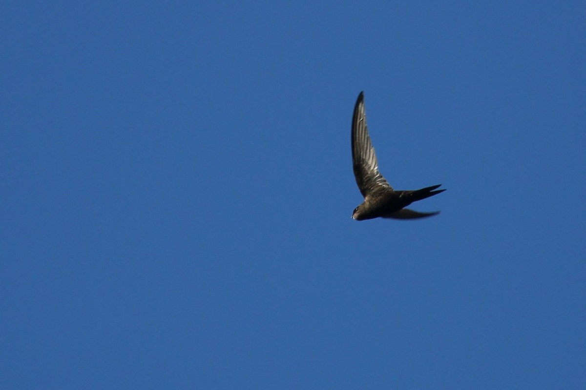 Common Swift - ML645209634