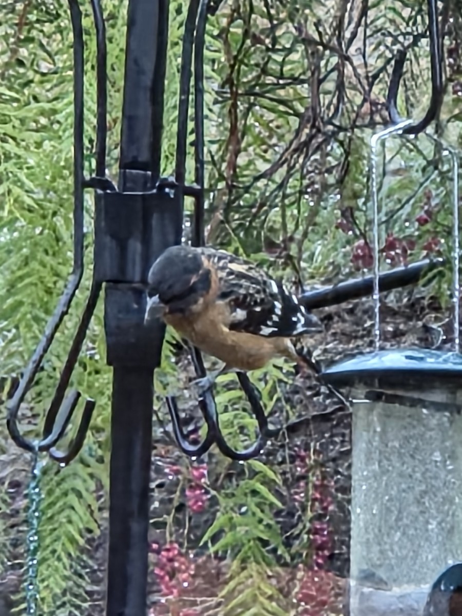 Black-headed Grosbeak - ML645209635