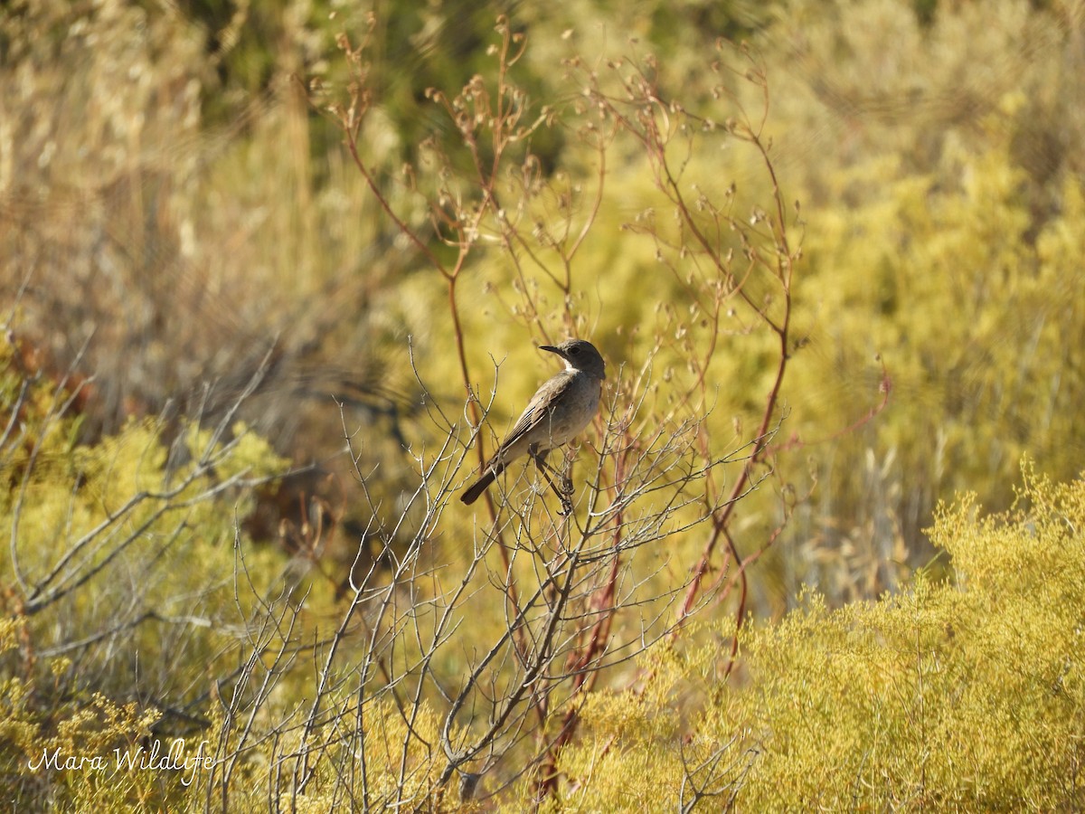 Traquet du Karoo - ML645209636