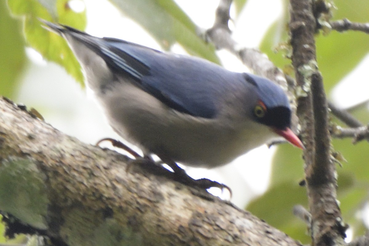 Velvet-fronted Nuthatch - ML645209637