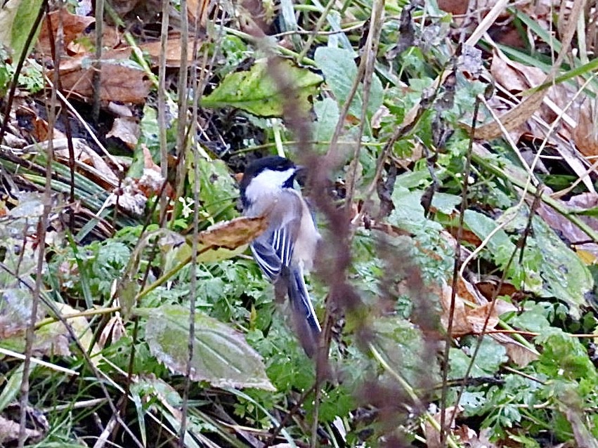 Black-capped Chickadee - ML645209638