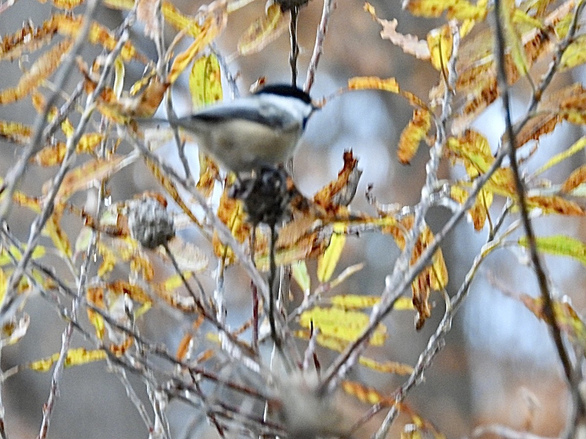 Black-capped Chickadee - ML645209639