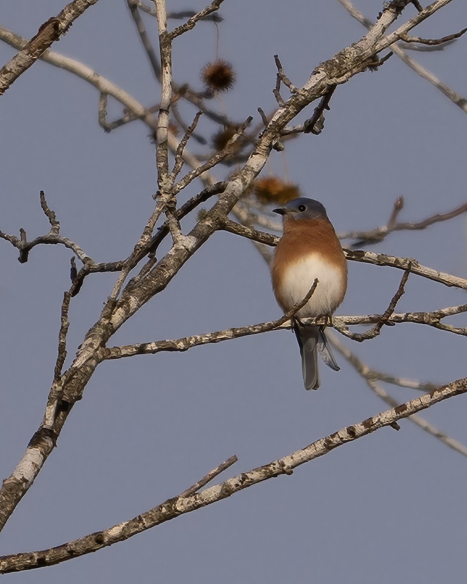 Merlebleu de l'Est - ML645209640