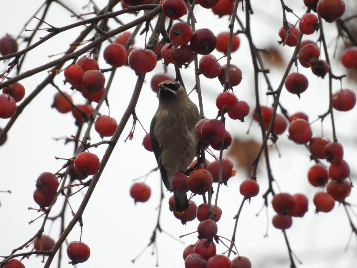 Jaseur d'Amérique - ML645209642