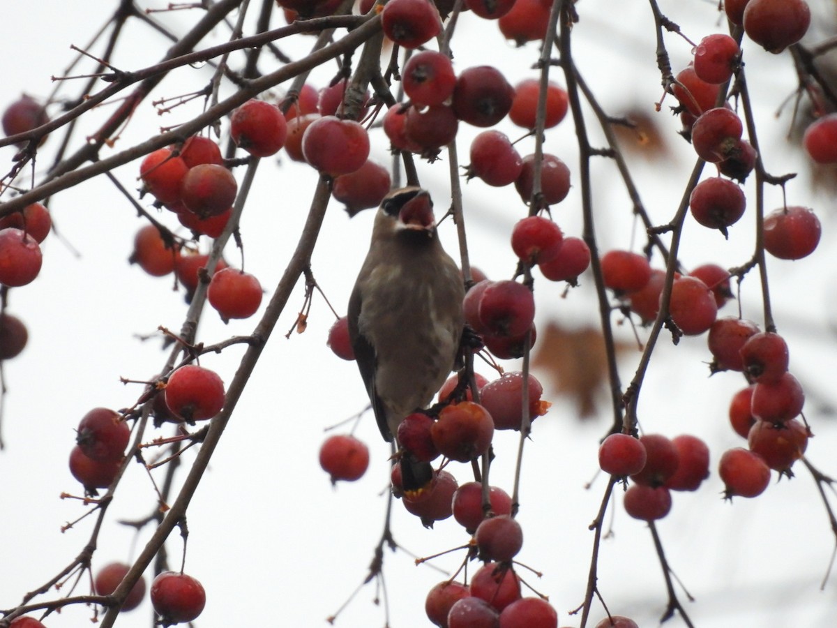 Jaseur d'Amérique - ML645209643