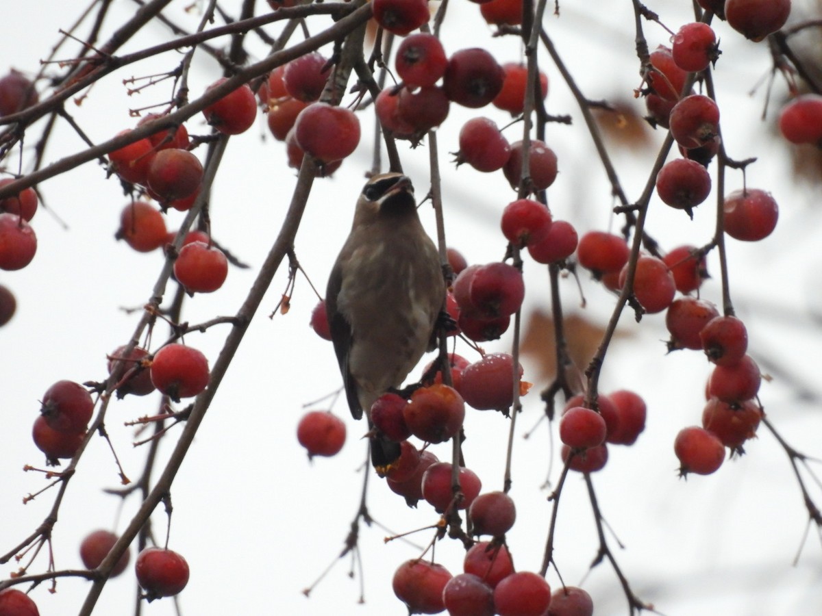 Jaseur d'Amérique - ML645209644