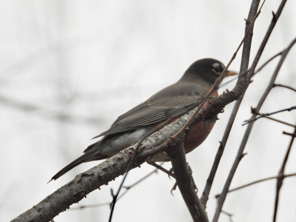 Странствующий дрозд - ML645209646