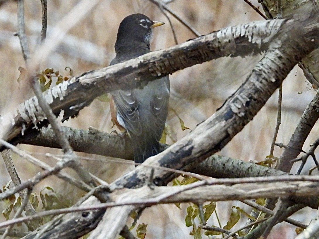 Странствующий дрозд - ML645209647