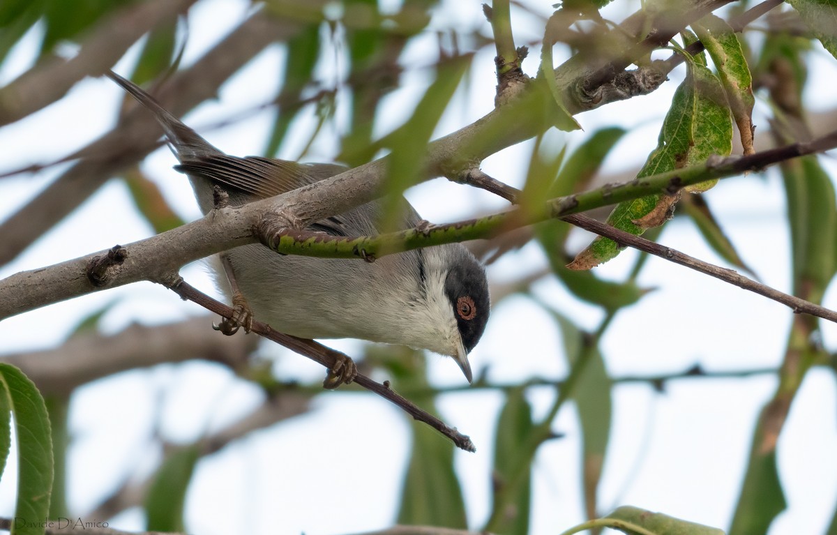 Sardinian Warbler - ML645209649