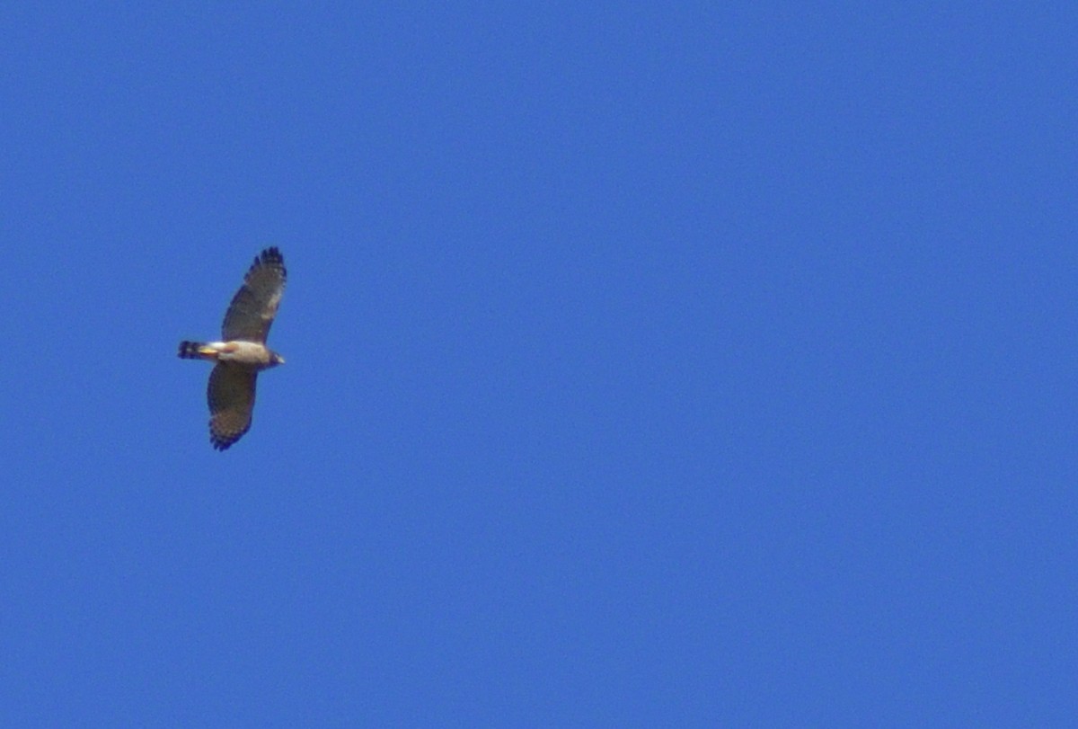 káně krahujová - ML645209655