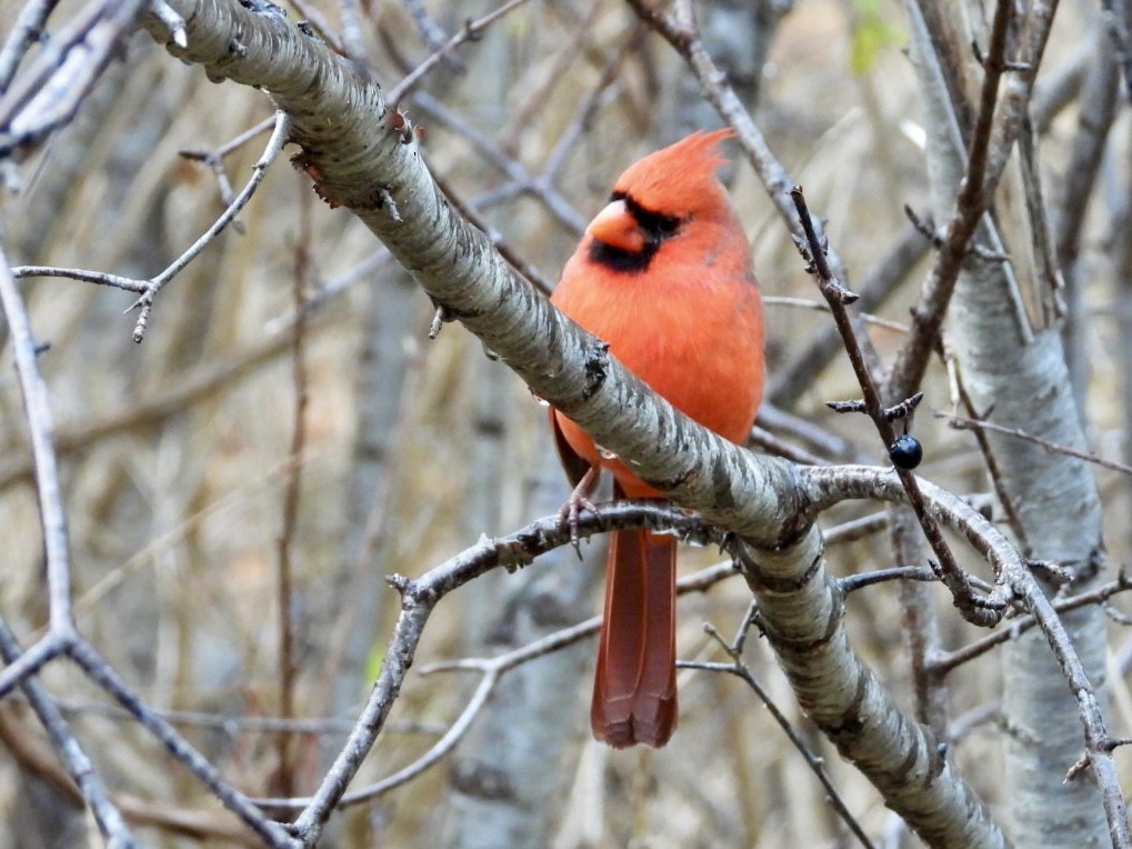 Красный кардинал - ML645209660