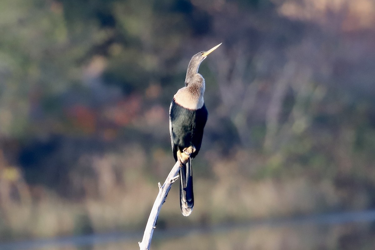 アメリカヘビウ - ML645209664