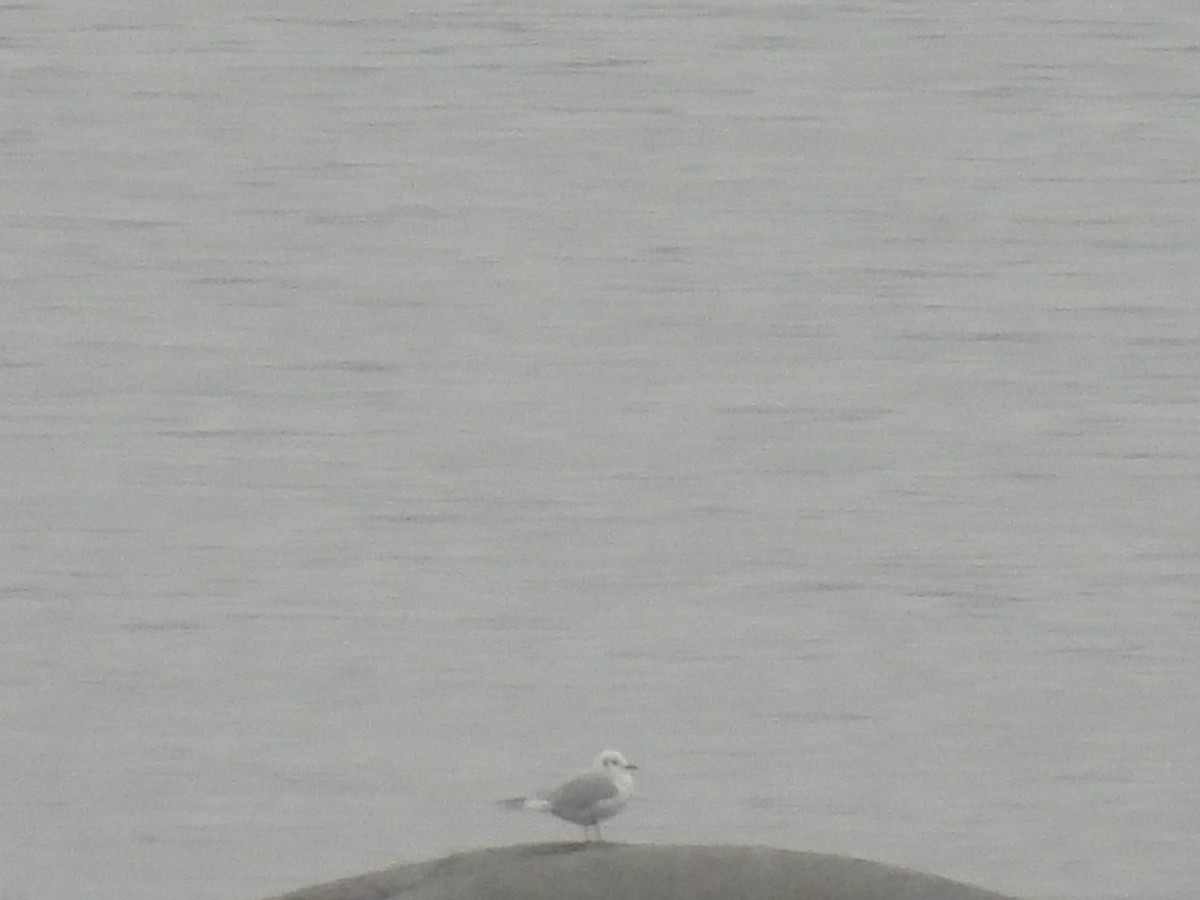 ボナパルトカモメ - ML645209666