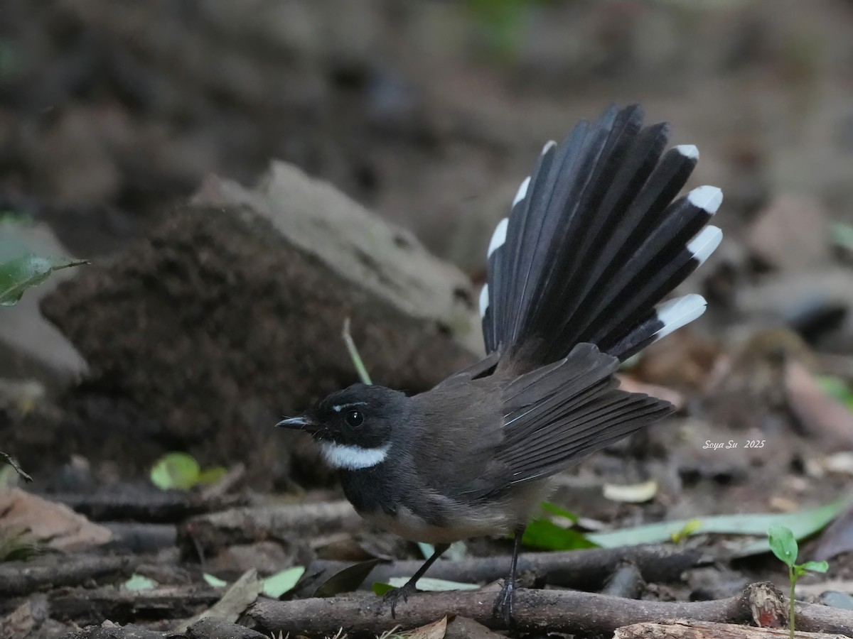 ムナオビオウギビタキ - ML645209669