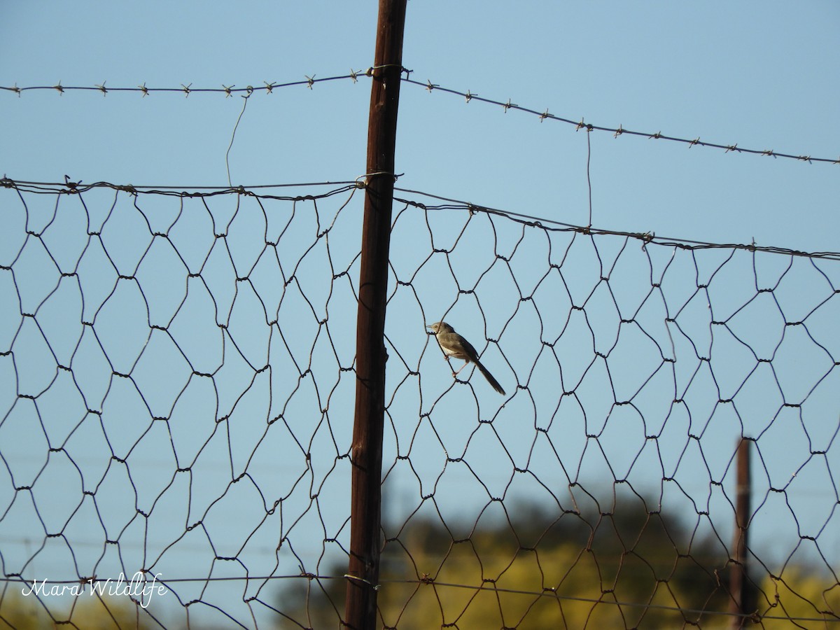 ゴマフハウチワドリ - ML645209670