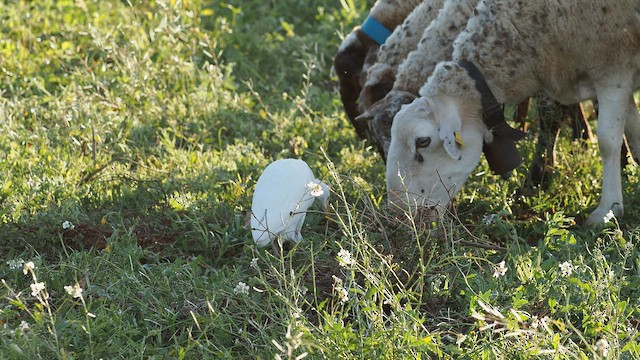 ニシアマサギ - ML645209671