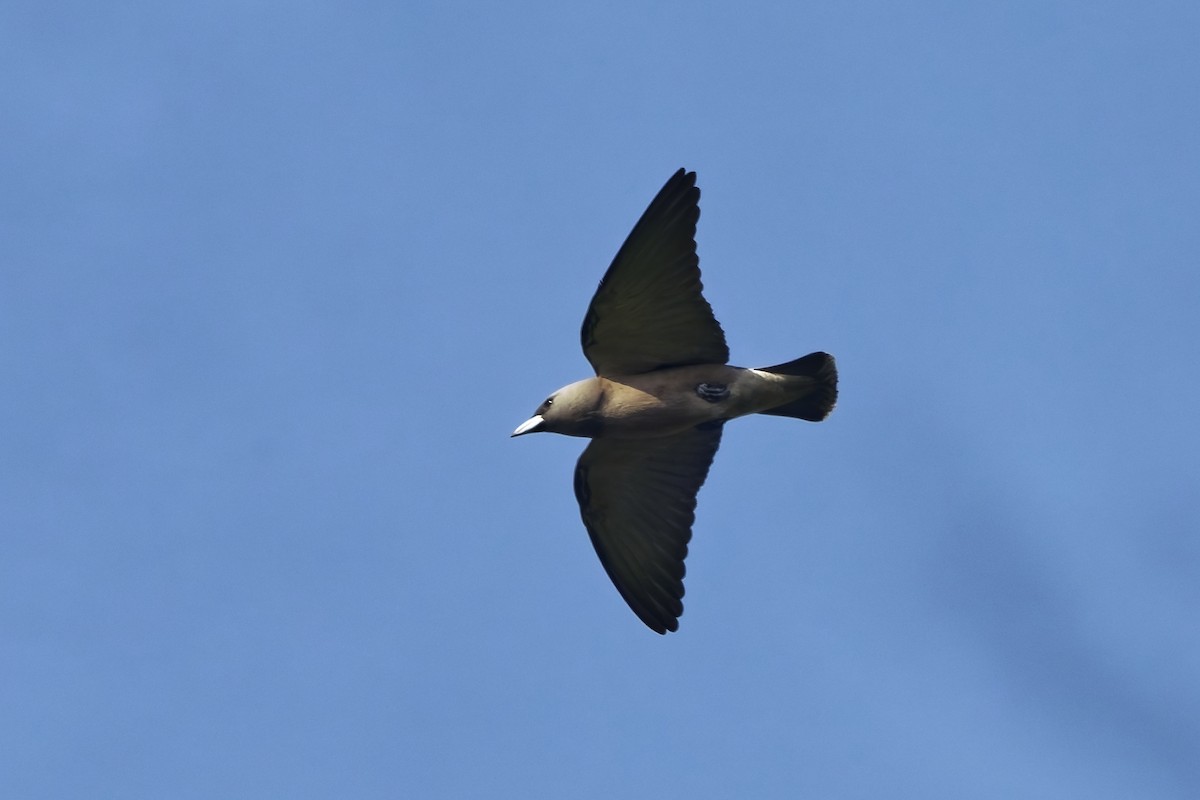 ハイイロモリツバメ - ML645209672