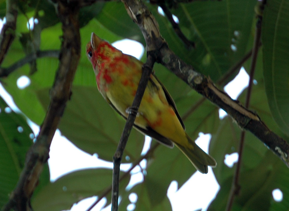 ナツフウキンチョウ - ML645209675