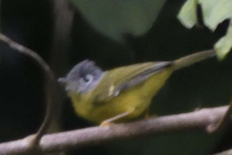 ハイガシラヒタキ - ML645209676