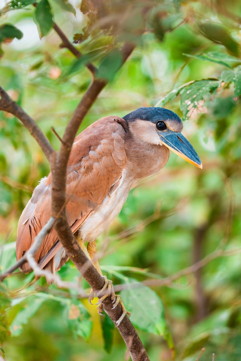 ヒロハシサギ - ML645209678