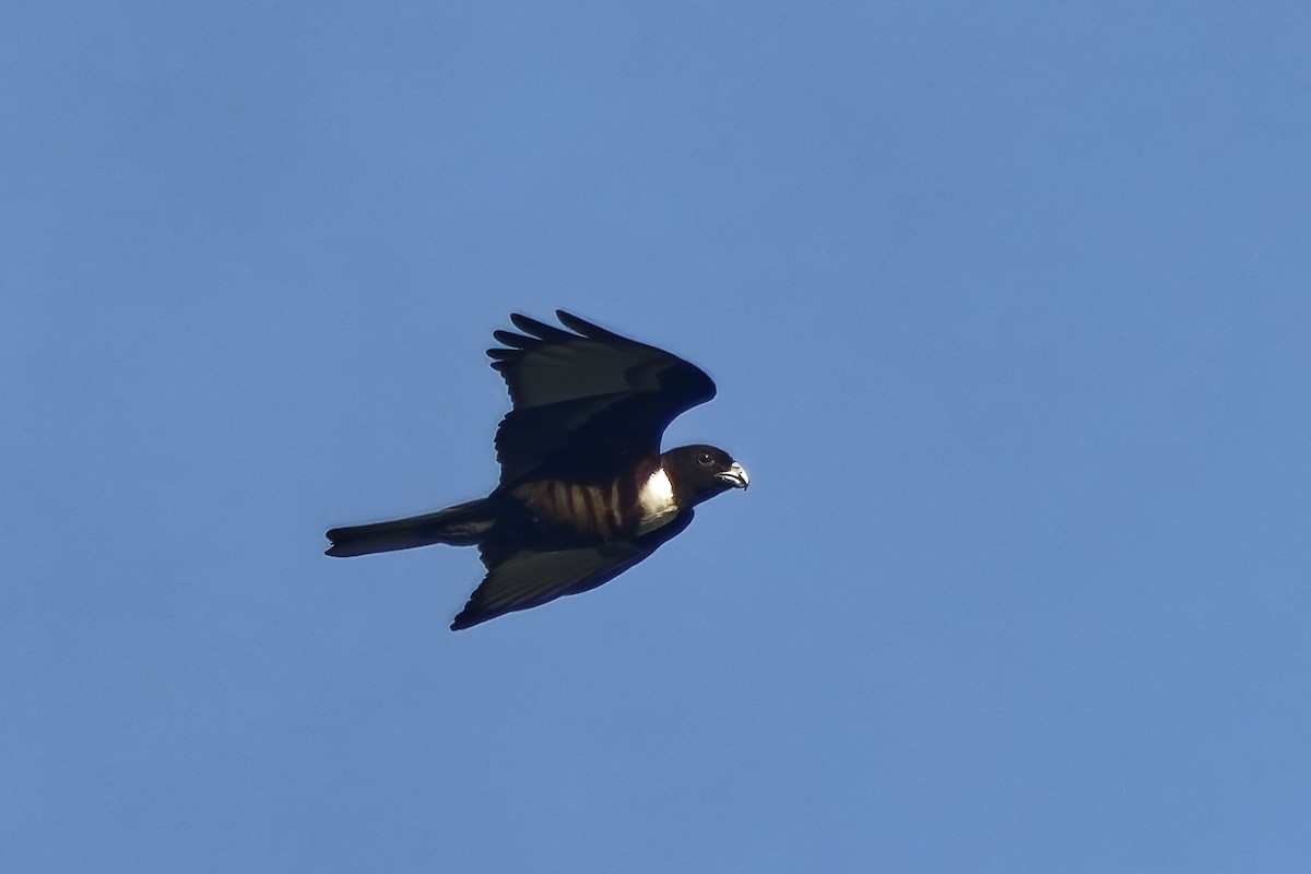 クロカッコウハヤブサ - ML645209680