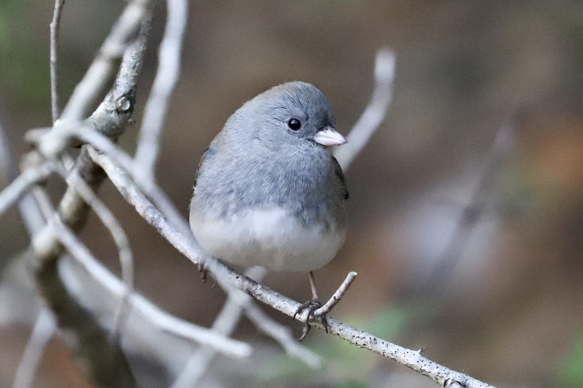 ユキヒメドリ - ML645209684