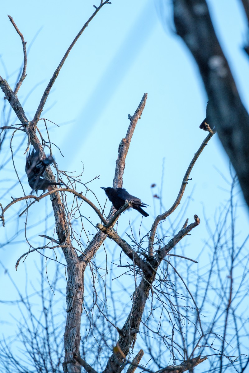 クロムクドリモドキ - ML645209685