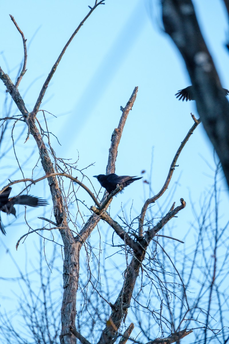 クロムクドリモドキ - ML645209686