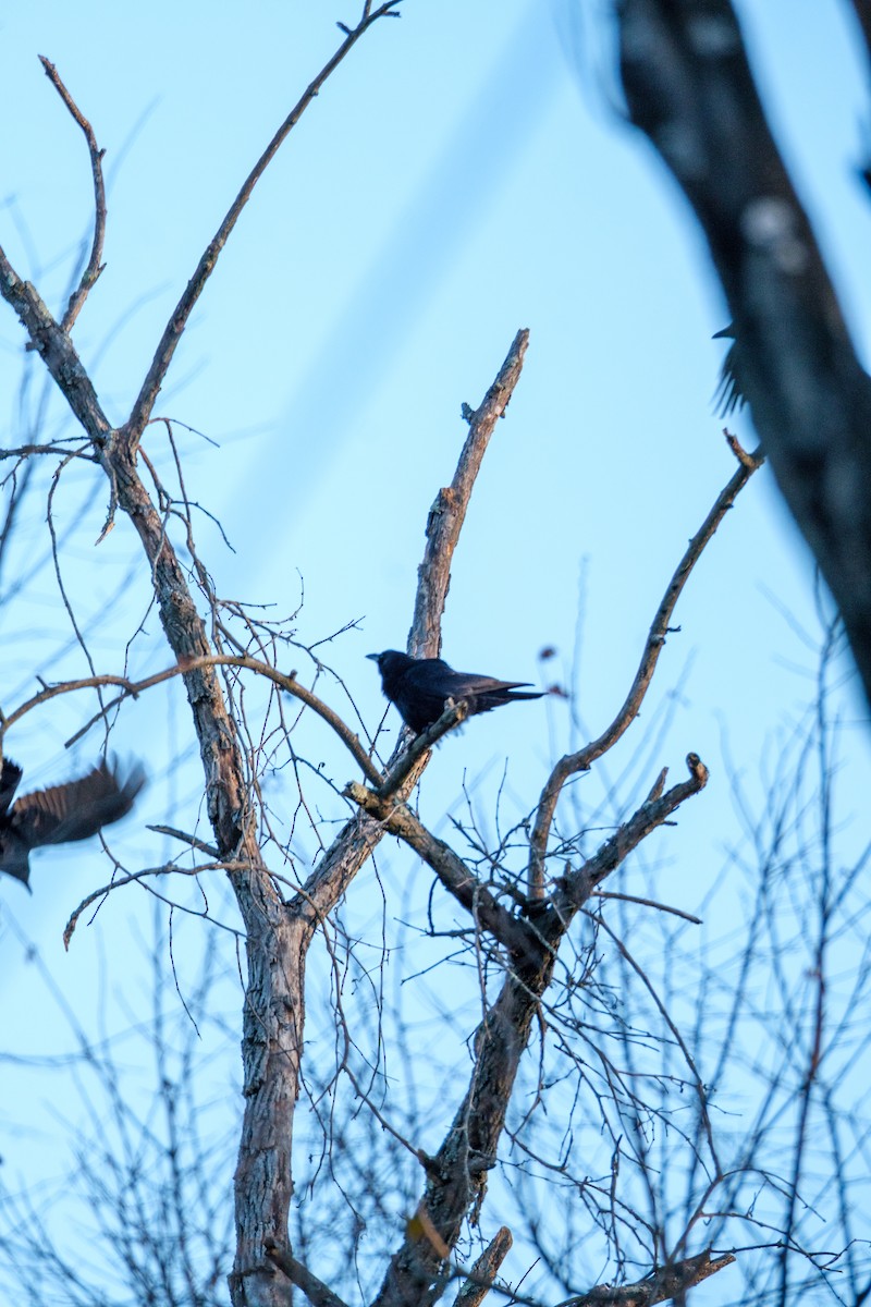 クロムクドリモドキ - ML645209687