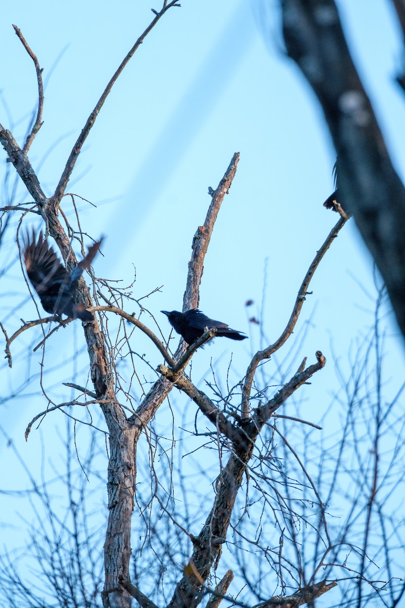 クロムクドリモドキ - ML645209688