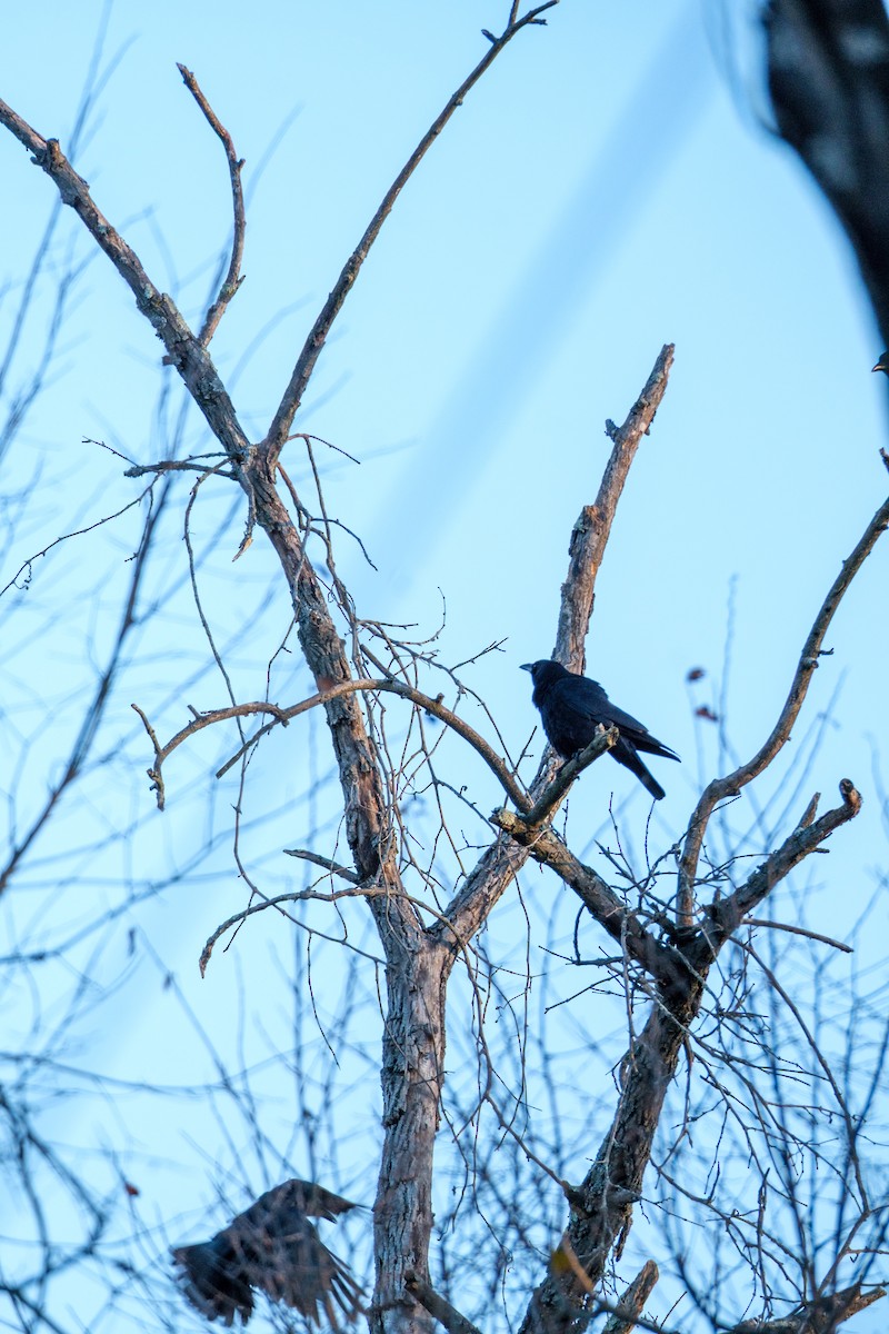 クロムクドリモドキ - ML645209690